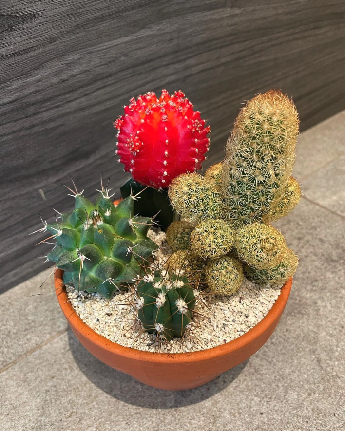 Designer’s Choice: Mixed Cacti Pot Arrangement