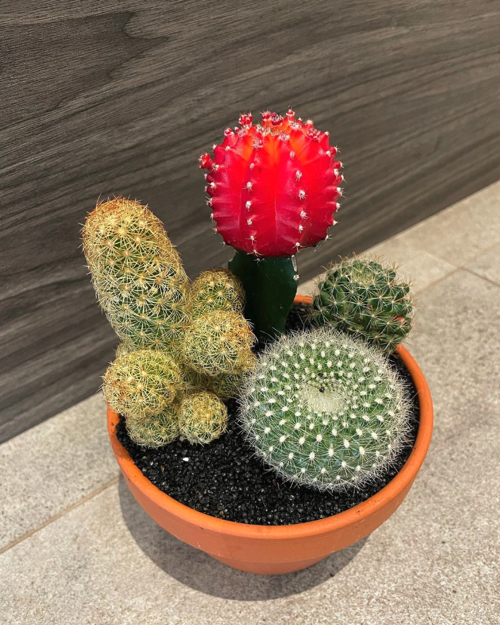 Designer’s Choice: Mixed Cacti Pot Arrangement