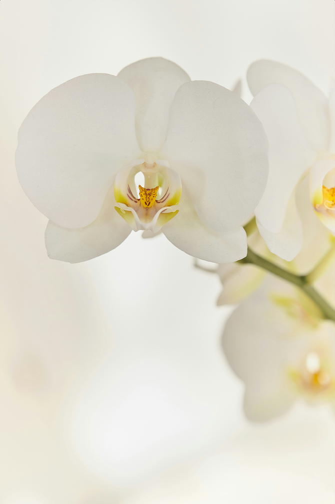 Orchid Centerpiece