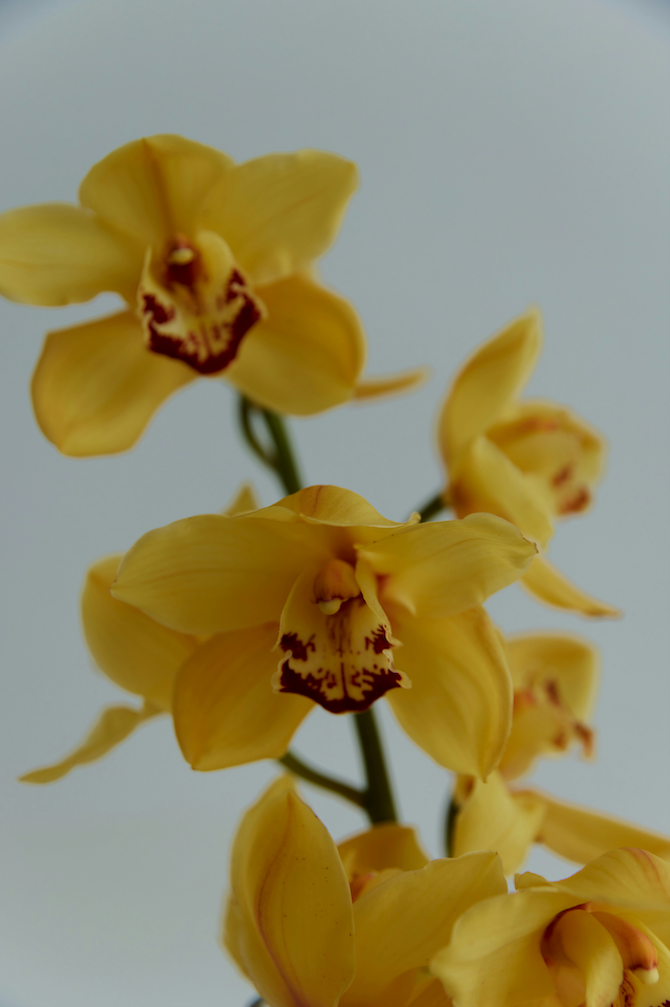 Orchid Centerpiece