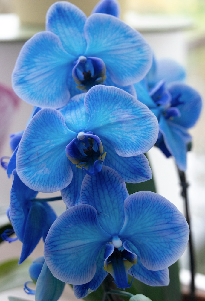 Orchid Centerpiece