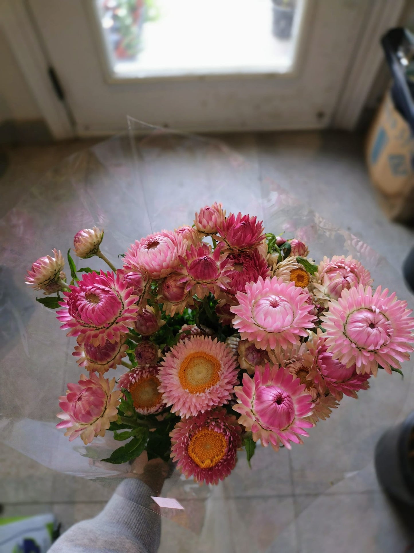 Pink Strawflower
