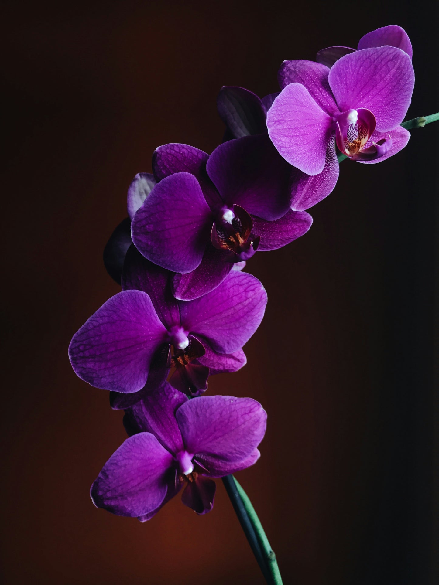 Orchid Centerpiece