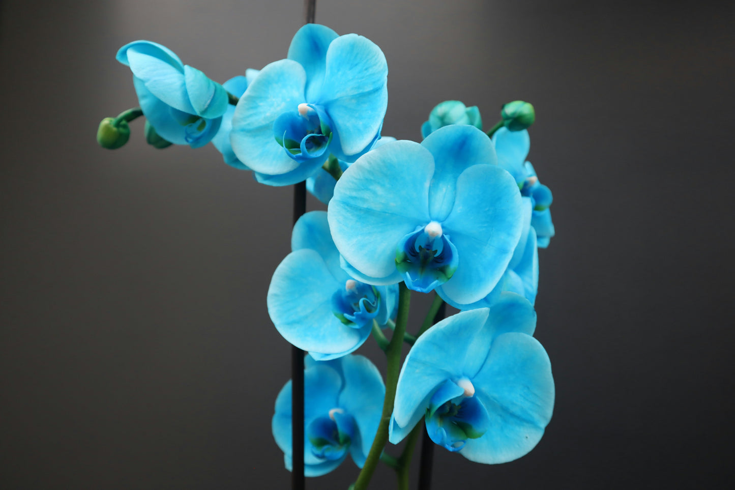 Orchid Centerpiece