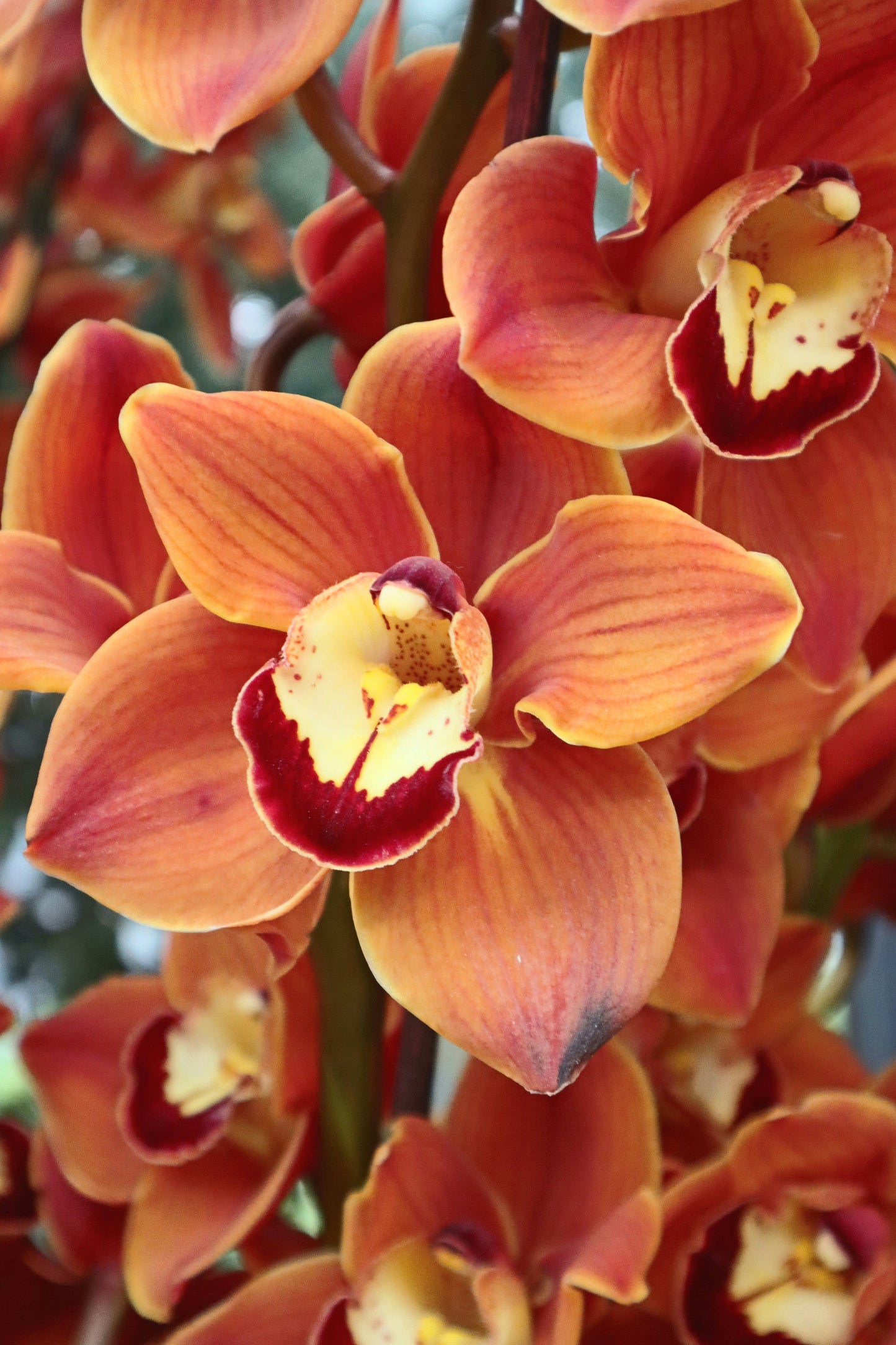 Orchid Centerpiece