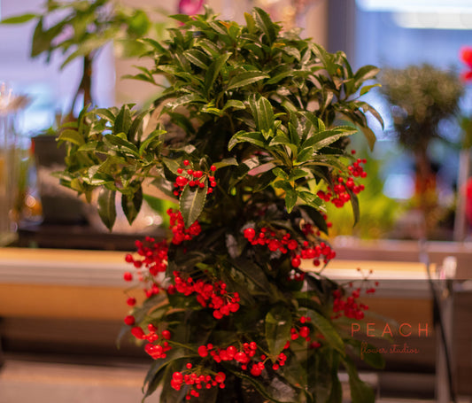 Christmas Berry Plant