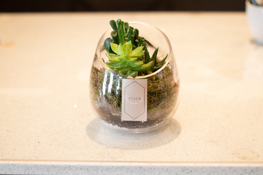Succulent Terrarium