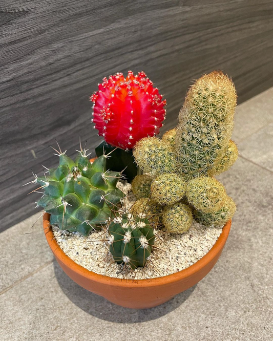Designer’s Choice: Mixed Cacti Pot Arrangement
