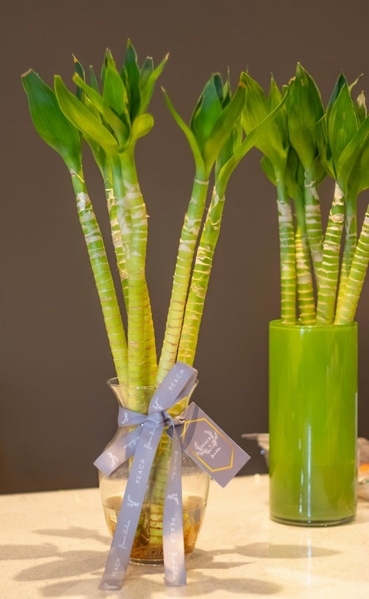 Bamboo