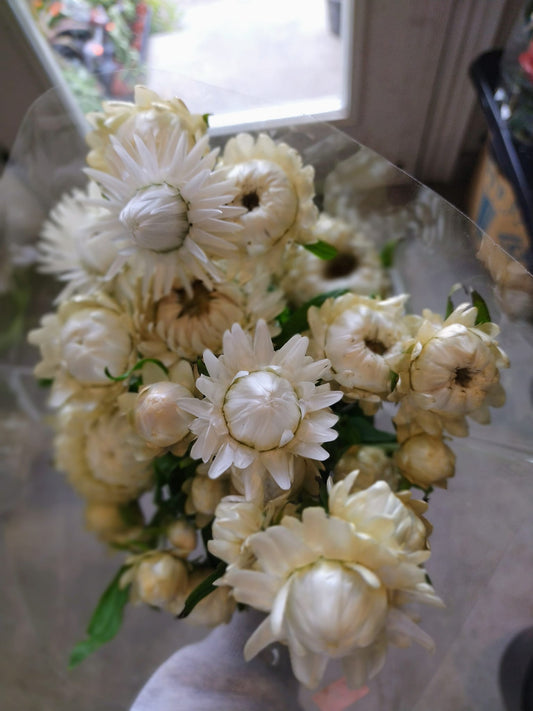 White Strawflower
