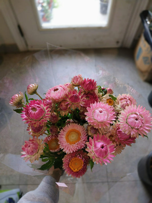 Pink Strawflower