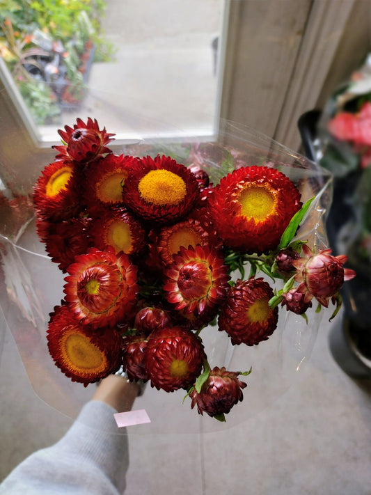 Copper Red Strawflower