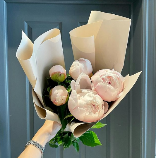 Blush Peony